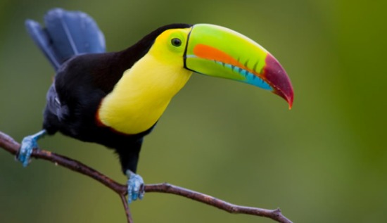 Top Ten Birding Destinations in Costa Rica