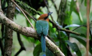 Guide to the Best Birding in Costa Rica | Costa Rica Experts