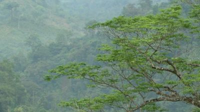 DISCOVER THE MYSTERIES OF THE COSTA RICA RAINFOREST