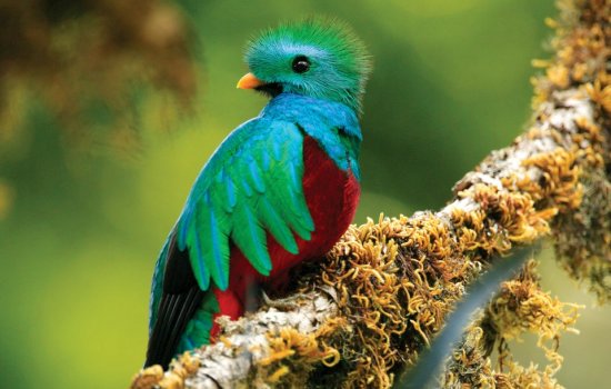 Monteverde Quetzal Birding