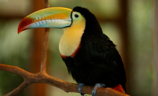 8 Must-See Exotic Costa Rica Animals