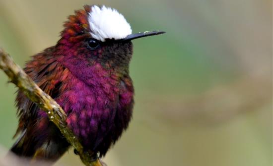 Top Ten Birding Destinations in Costa Rica