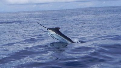 5 Best Sport Fishing Trips & Marinas in Costa Rica