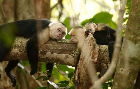 Big Five Animals in Costa Rica