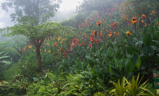 Costa Rica Rainy Season Guide Why When To Visit   Costa Rica Rainy Season Flora 1 