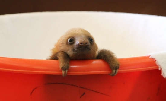 Sloth Sanctuary Rising Starlet: Buttercup
