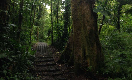 6 Reasons To Add Monteverde To Your Bucket List