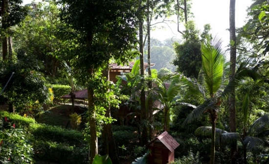 Samasati casitas blend with the rainforest