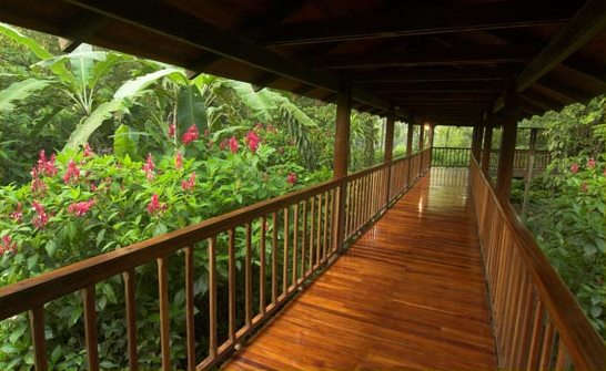 Stay at Selva Verde Lodge, Costa Rica