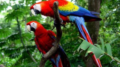 Birder's Paradise Costa Rica Vacation