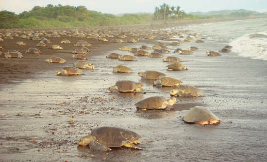 Best Costa Rica Sea Turtle Nesting Sites: Where To Go When