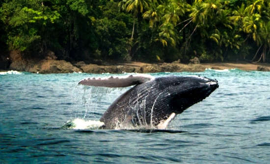Costa Rica Whale Watching Tour Guide: Where To Go When