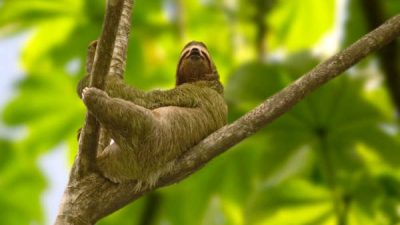 Sloths and Treehouses vacation package