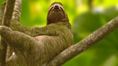 The Complete Guide to Sloths in Costa Rica