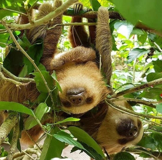 The Complete Guide to Sloths in Costa Rica