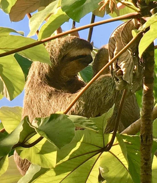 Sloth spotted on birdwatching hike