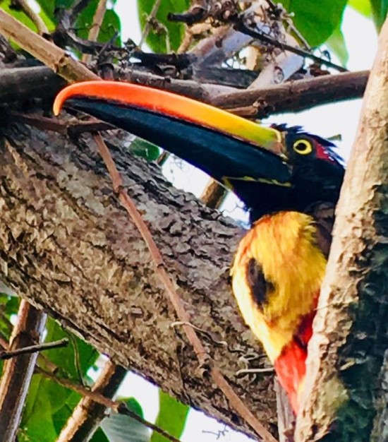 Toucan spotted on the morning birdwatching hike