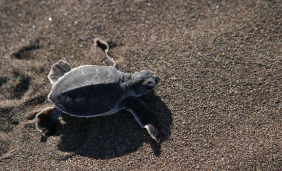 Things to Know Before Visiting Tortuguero National Park