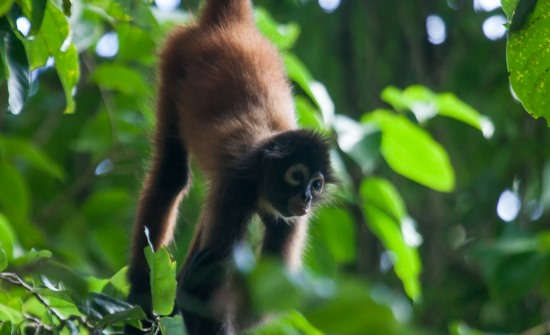 El Remanso Rainforest Lodge wildlife