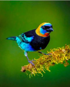 A Guide to Birding in Costa Rica | Costa Rica Experts