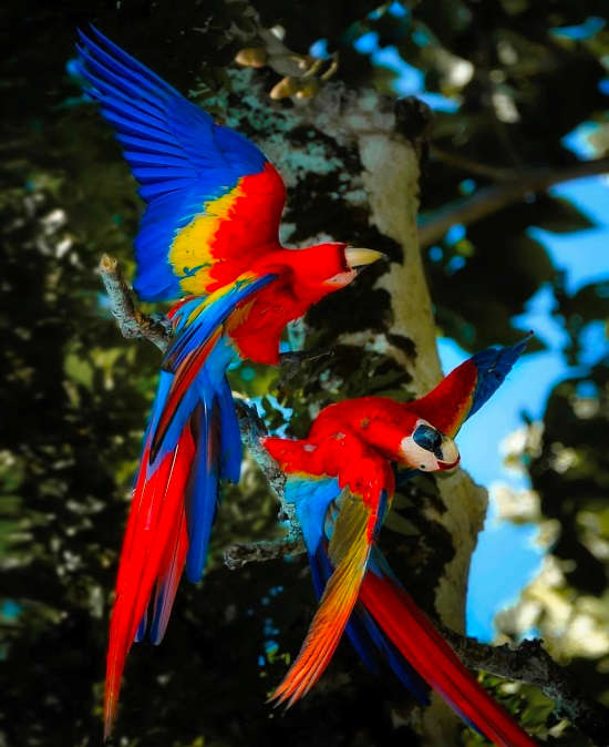 A pair of Scarlet Macaw in Corcovado National Park via @aritz_atela