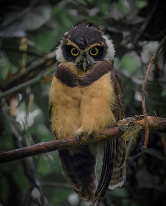 Spectacled Owl in Sarapiqui, Heredia via @gabrielramireazfoto