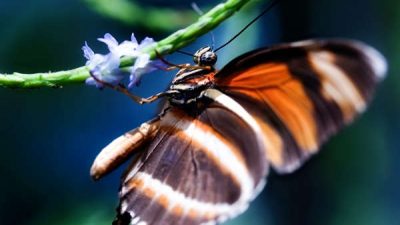 Butterfly & Fauna Garden at Danaus Eco-Center