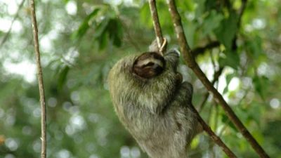 Slothies & Birds Nature Tour
