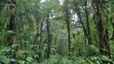 Monteverde Cloud Forest Reserve Hike