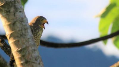 Santa Juana Bird Watching