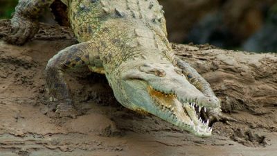 Tarcoles River and Crocodile Adventure
