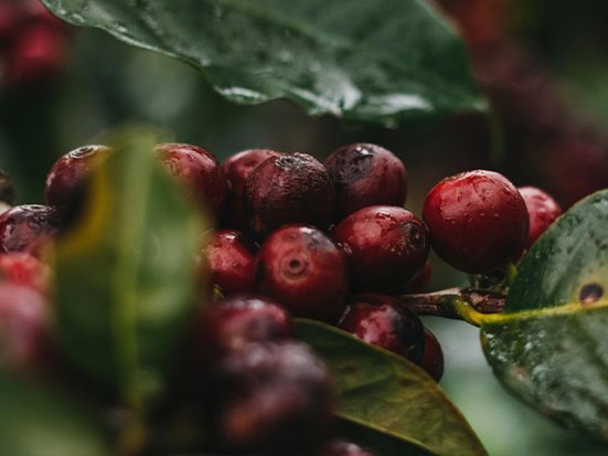 Costa Rica Coffee National Symbol