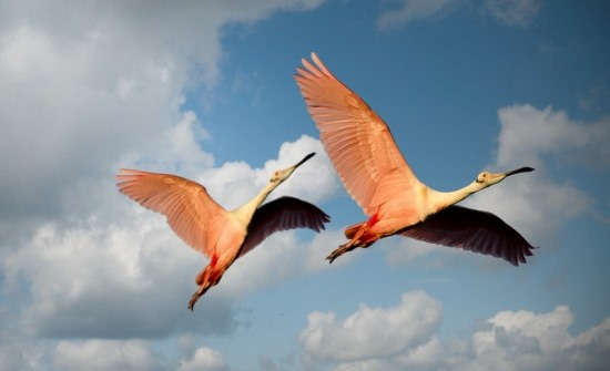 Low Angle Photography of Two Roseate Spoonbill Flying Under the Blue Sky