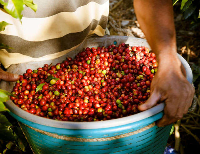 handpicked costa rica coffee