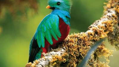 Costa Rica Birding South
