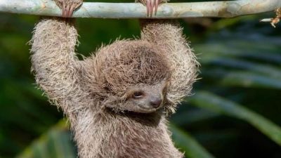 Sloth Safari Vacation