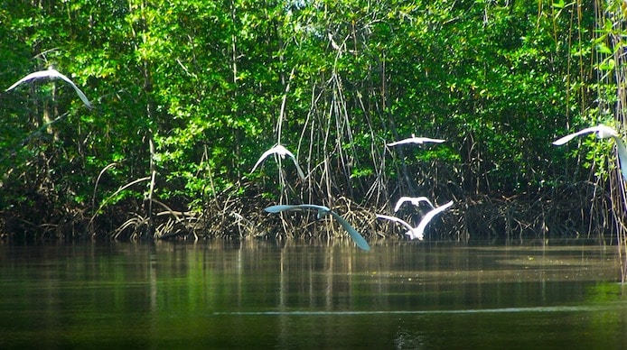 Ojochal Mangrove Boat Tour