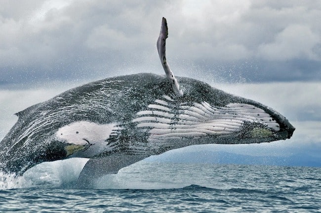 Ojochal Whale Watching Tour