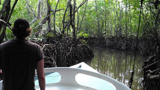 Drake Bay Mangrove Estuaries