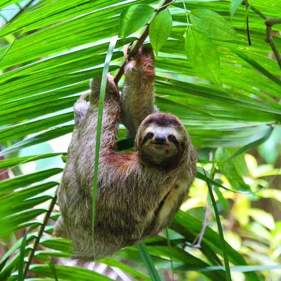 Sloth sighting at Copa de Arbol; Drake Bay, Osa Peninsula