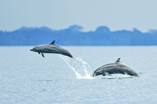 Costa Rica in December Wildlife Playa Nicuesa