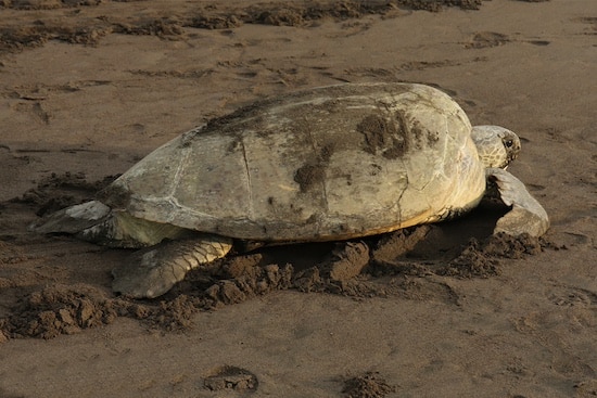 Turtle Nesting Tour Tortuga Lodge